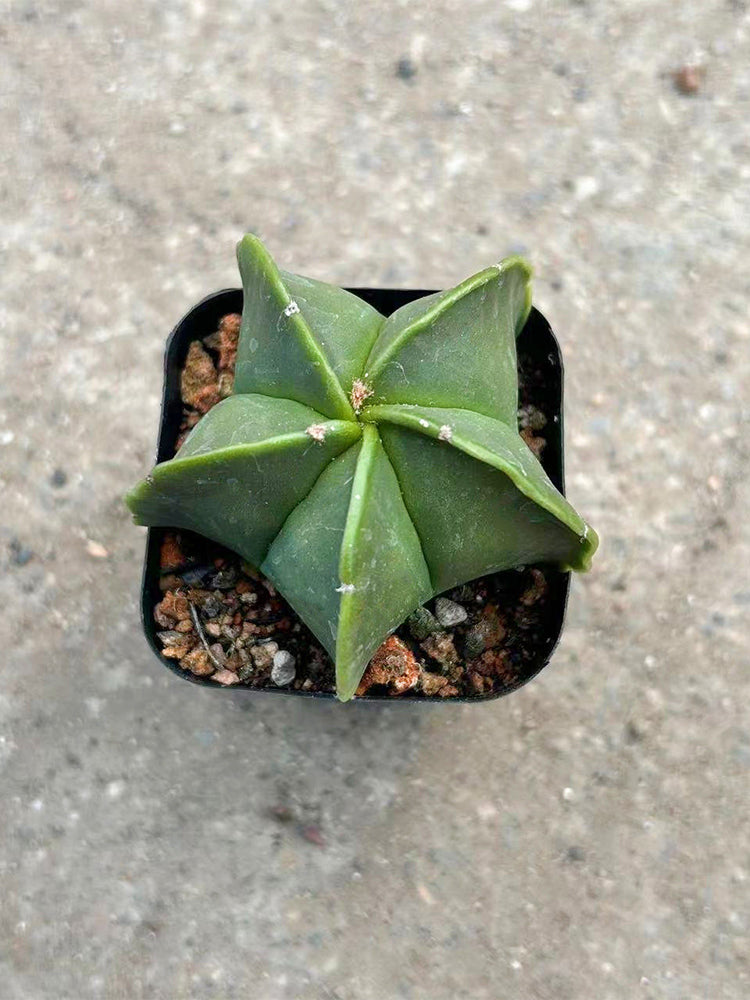 Pentagonal Glazed Bishop's Cap Cactus