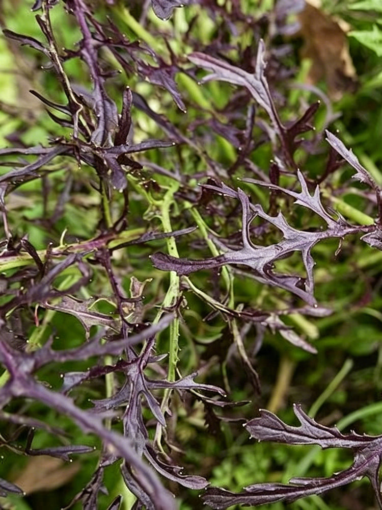 Fine-Leaf Purple Mustard