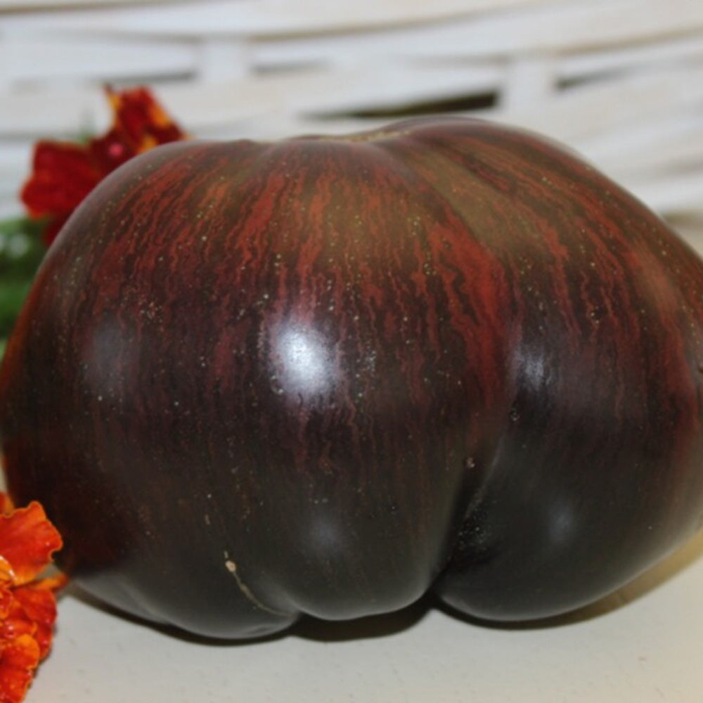 623 Marsha's Starfighter Beefsteak Tomato