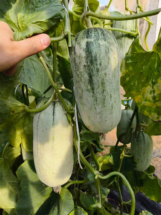 Flying 72 Sweet Melon F1 Hybrid