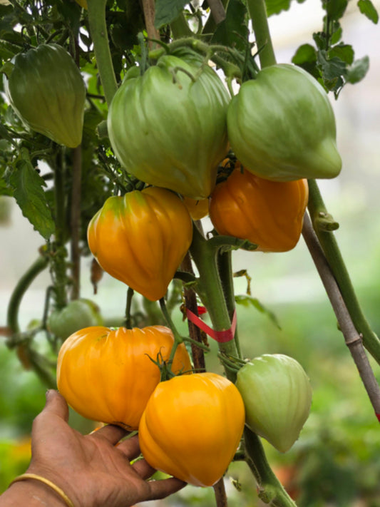 'Lyuba's Heart' Tomato