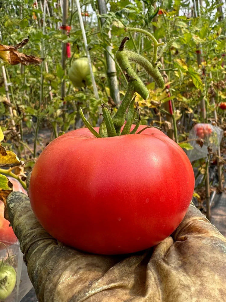 Red Brandywine Beefsteak Tomato