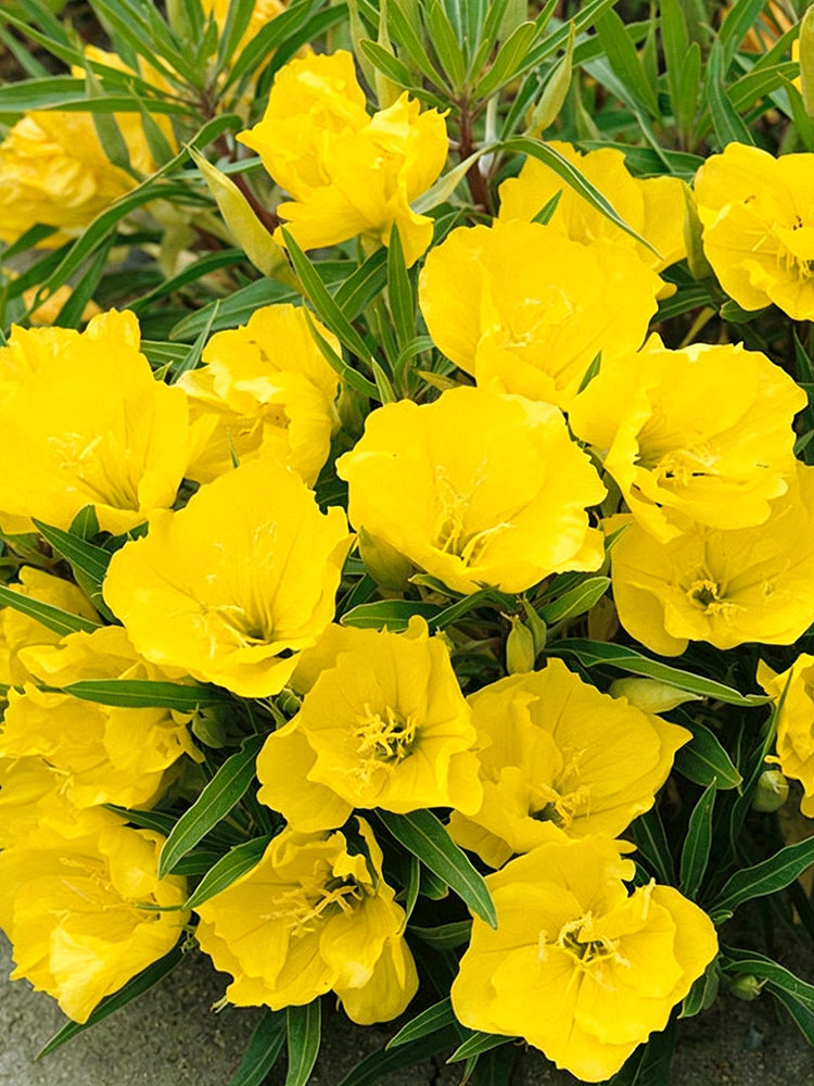 Yellow Evening Primrose