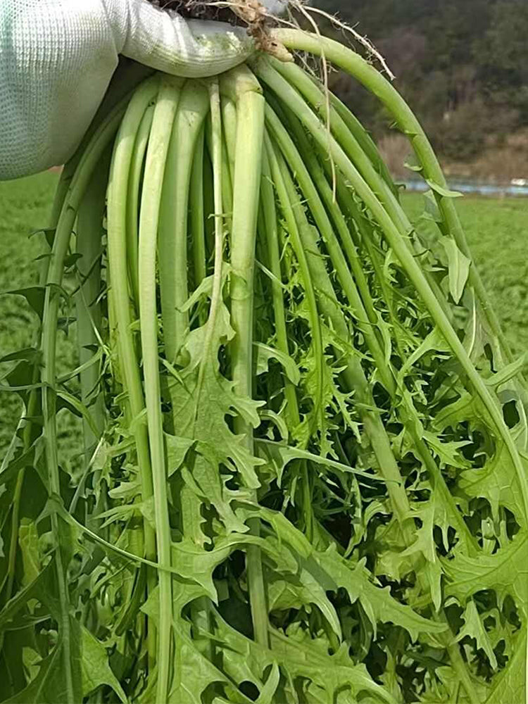 Small-leaved Potherb Mustard