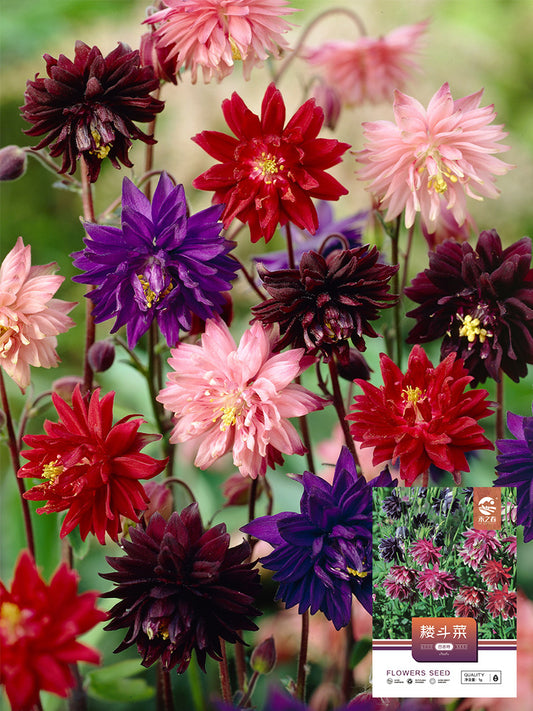 Hezhichun Aquilegia 'Barlow'