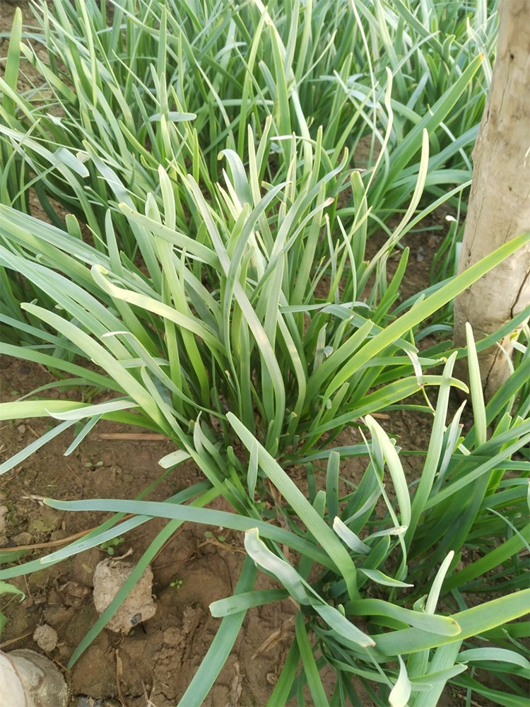 'Jiemei' Broadleaf Chinese Leek