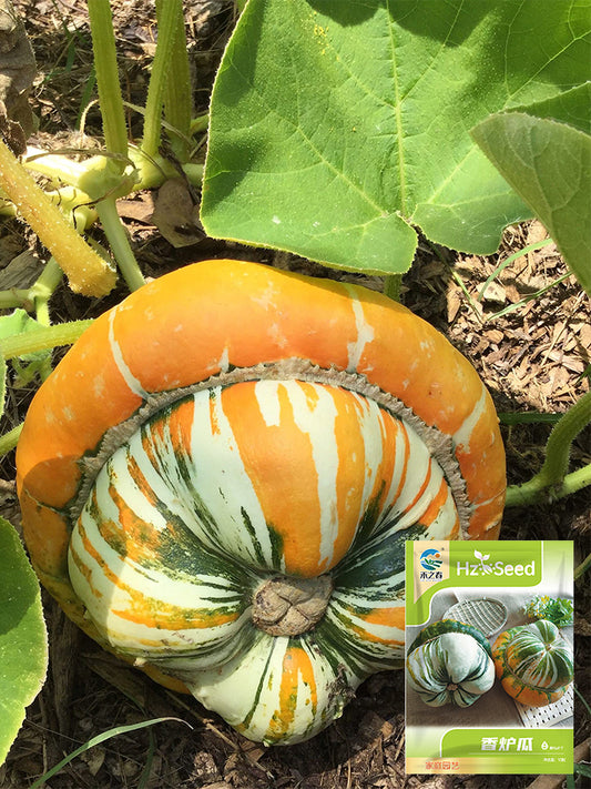 Hezhichun Turk's Turban Pumpkin
