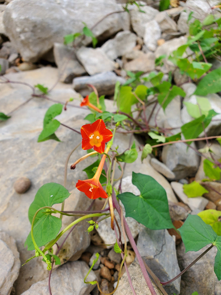 Hezhichun Cardinal Climber