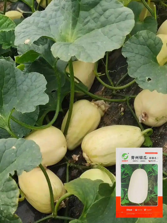 Qingzhou Silver Melons