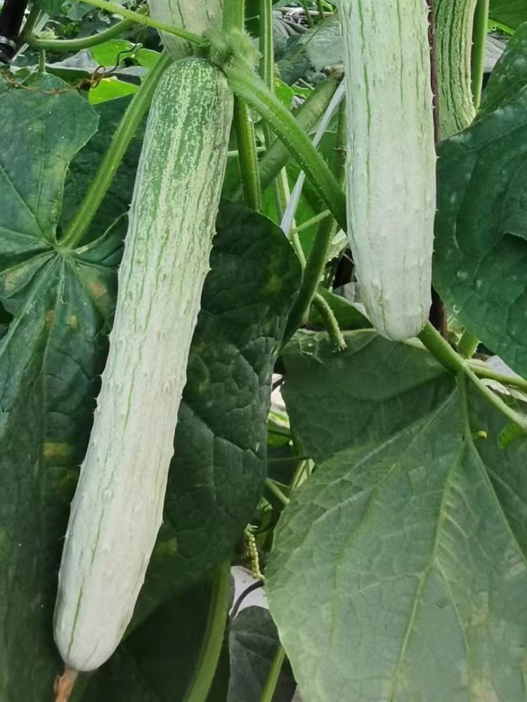 Yanbai No.7 White Cucumber