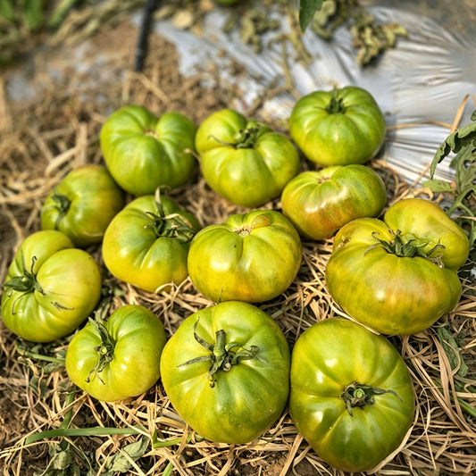 635 Boloto Tomato