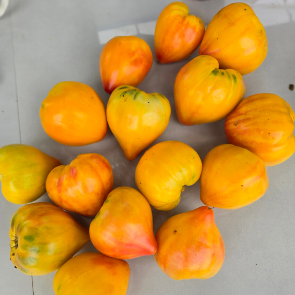 757 Amber Sergeant F2 Tomato