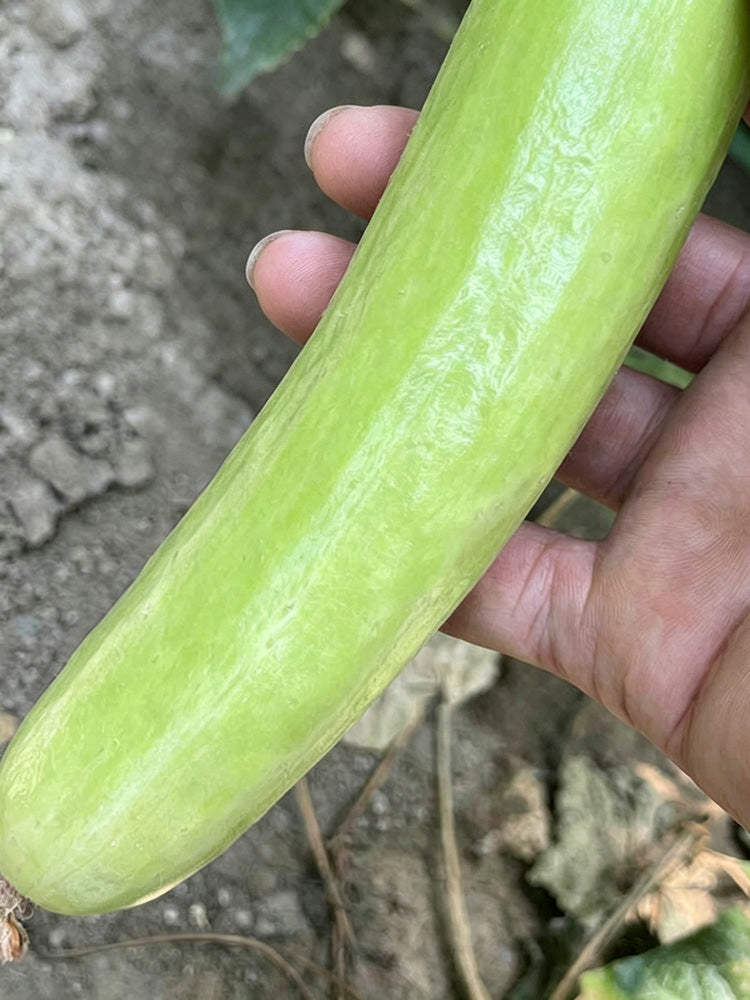 Crispy Jade Fruit Cucumber