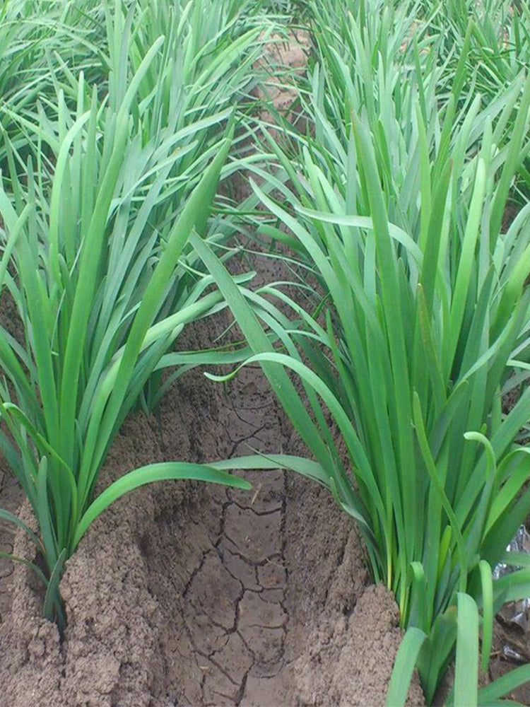 Fusheng No.1 Snow Leek