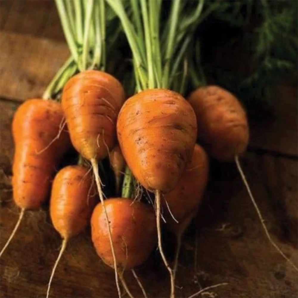 U2225 Oxheart Carrot
