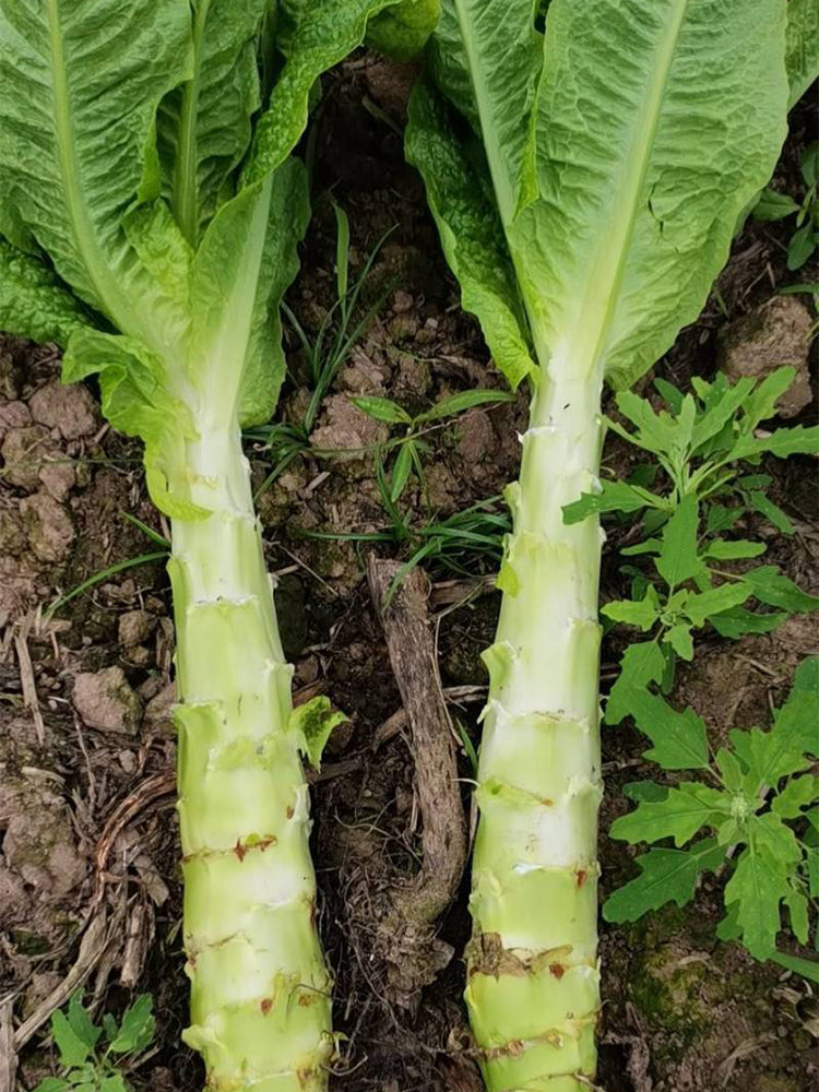 'Bimei' Stem Lettuce