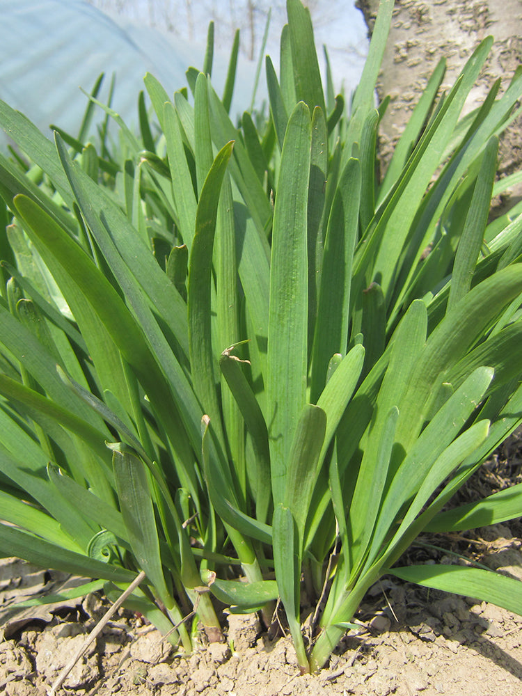 HUAJUN 791 Series Chinese Chives