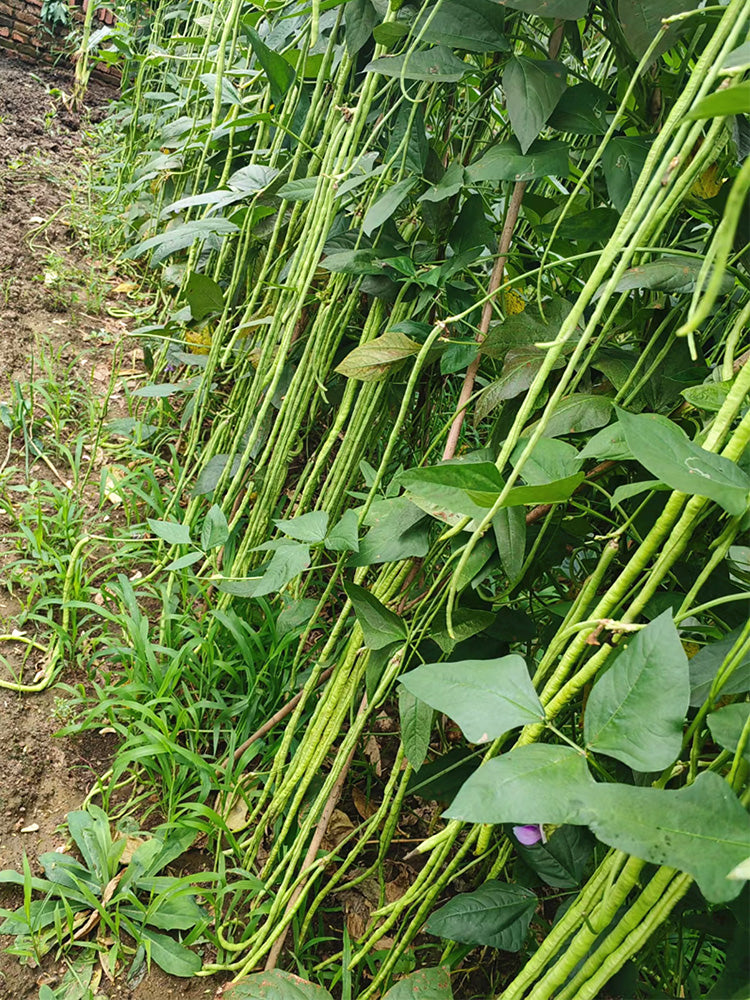Small-Leaf High-Yield No.4 Long Bean