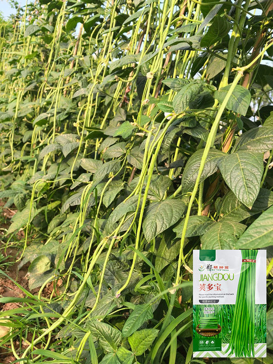Jiaduobao Yardlong Bean