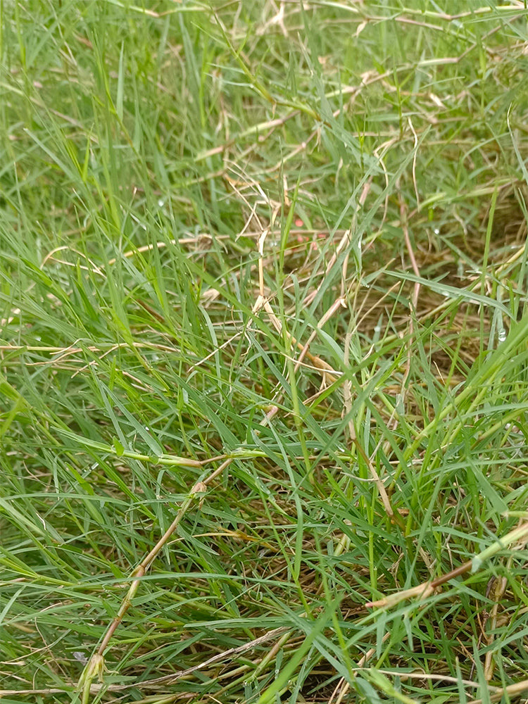 Bermudagrass