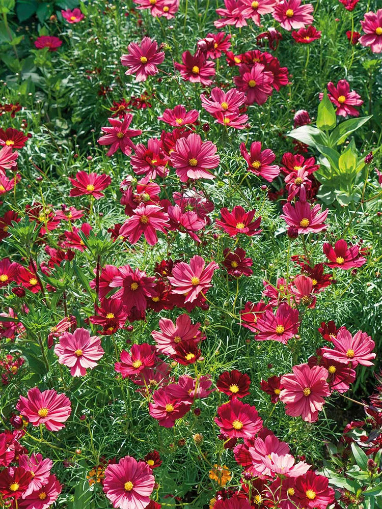 Evening Gown Red Cosmos