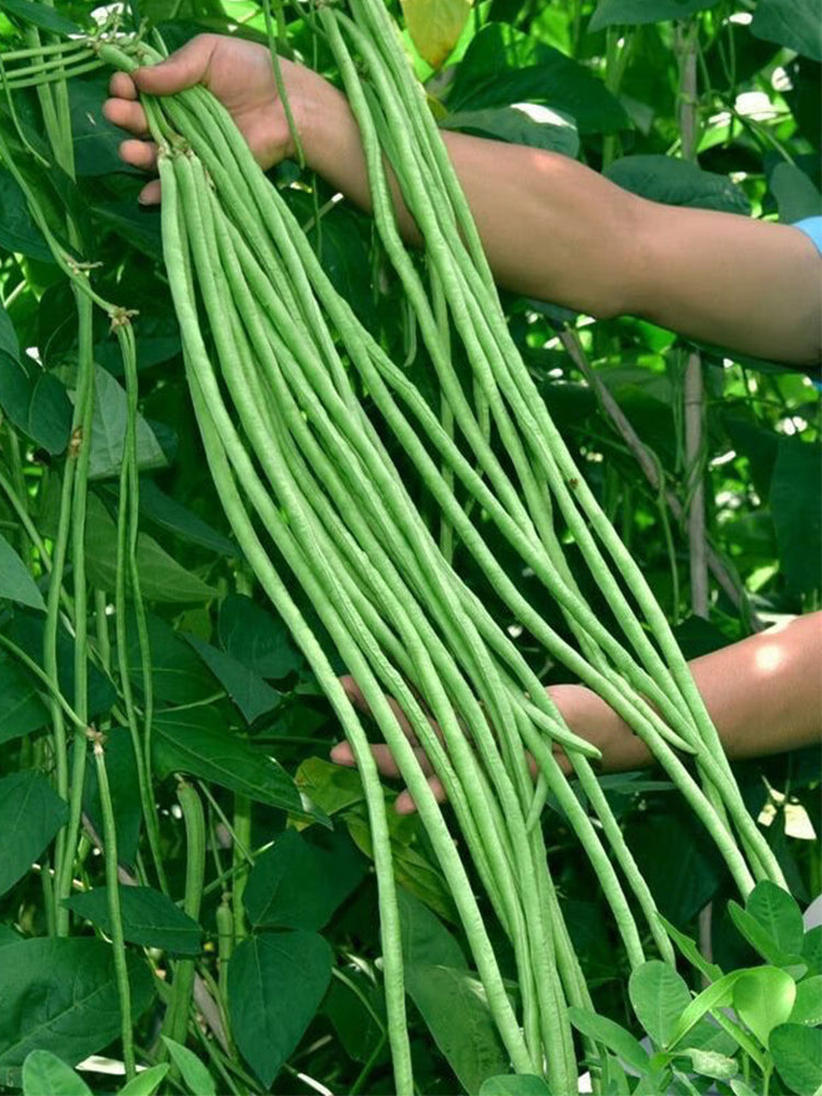 Yapajia 28-2 Yardlong Beans