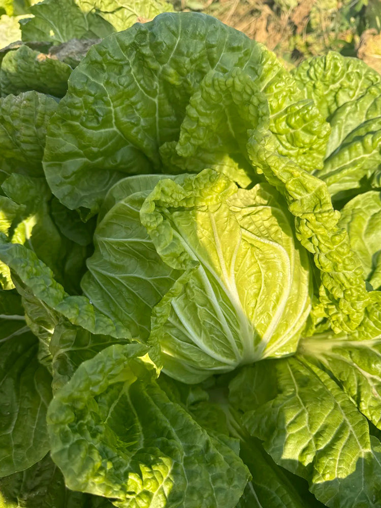 Hongbao Heading Cabbage