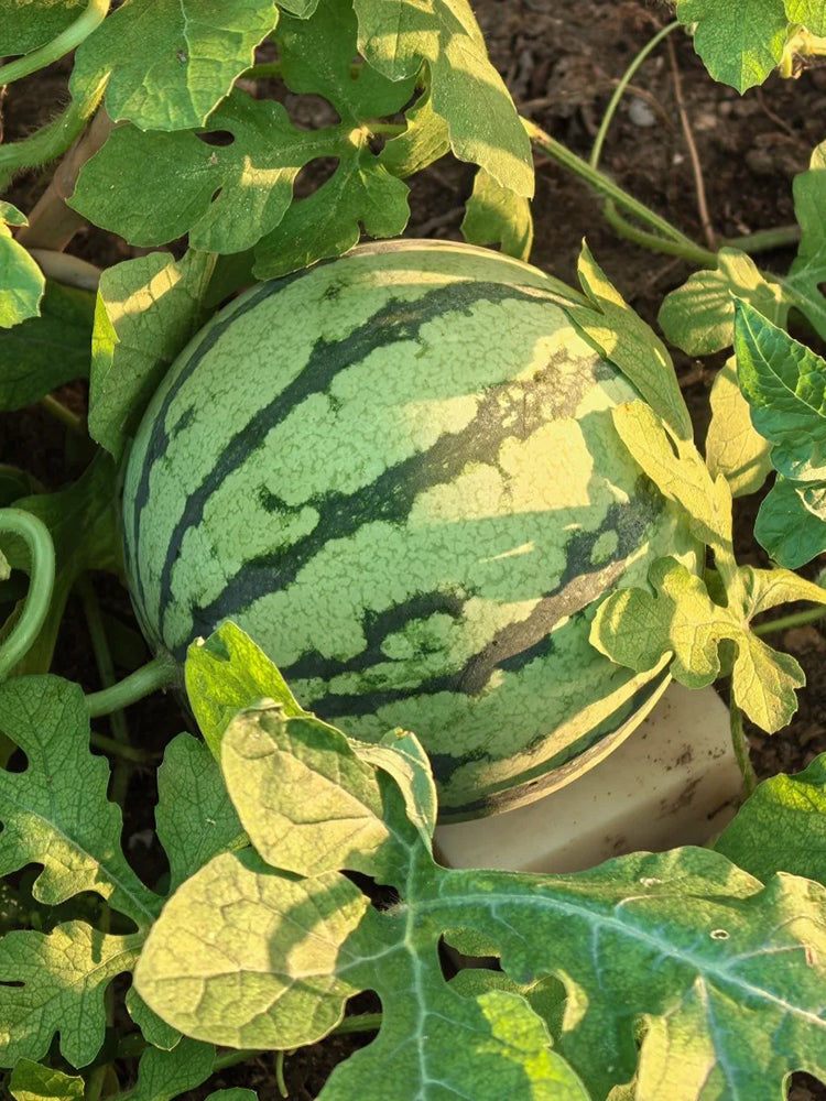 Rainbow No.1 Watermelon
