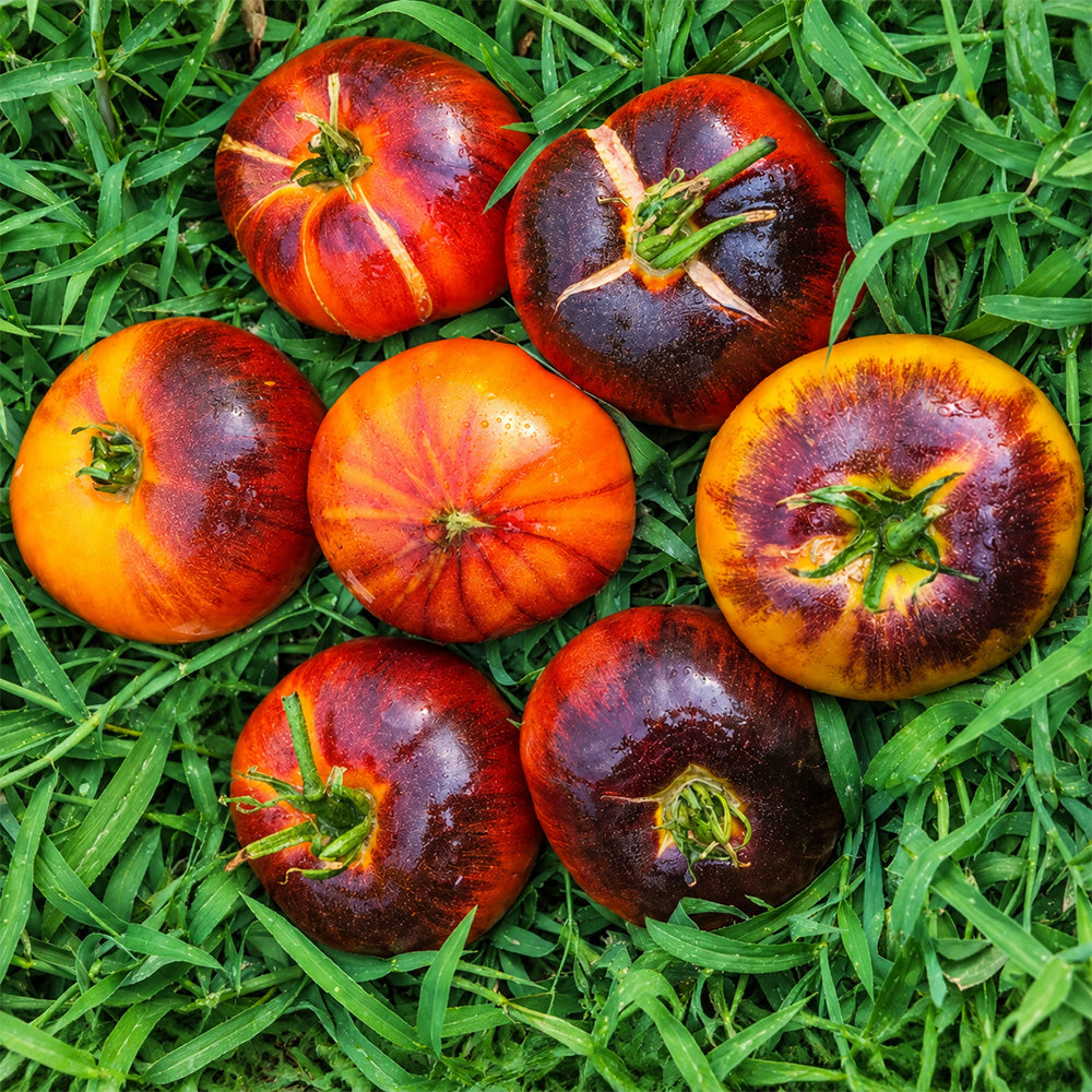 60 Marmande Blue Tomato