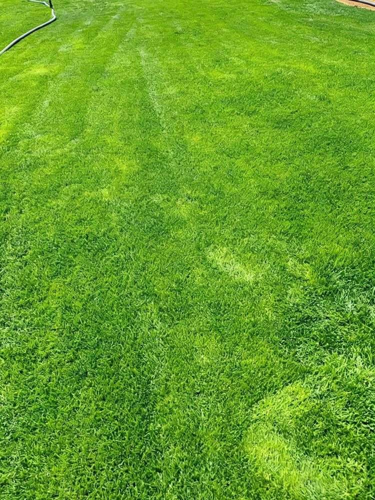Creeping Bentgrass