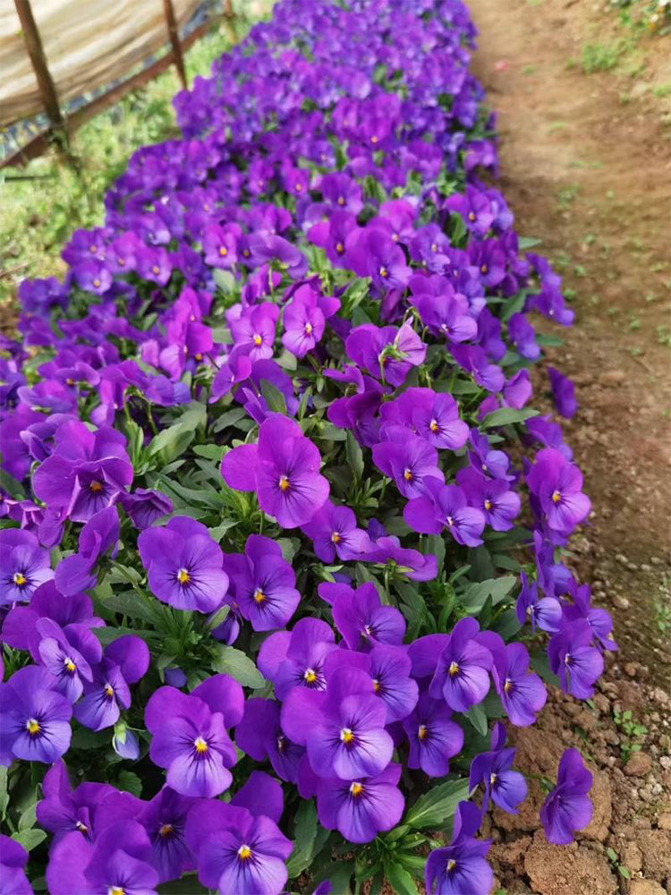 Hezhichun Pansy 'Ziyan'