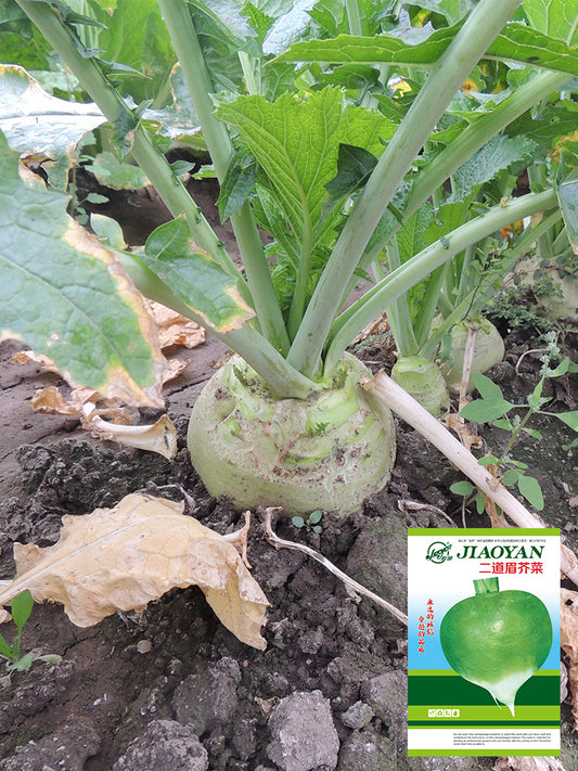 'Erdaomei' Root Mustard