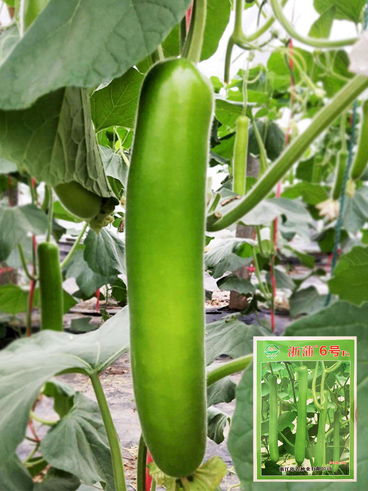 'Zhepu No.6' Bottle Gourds