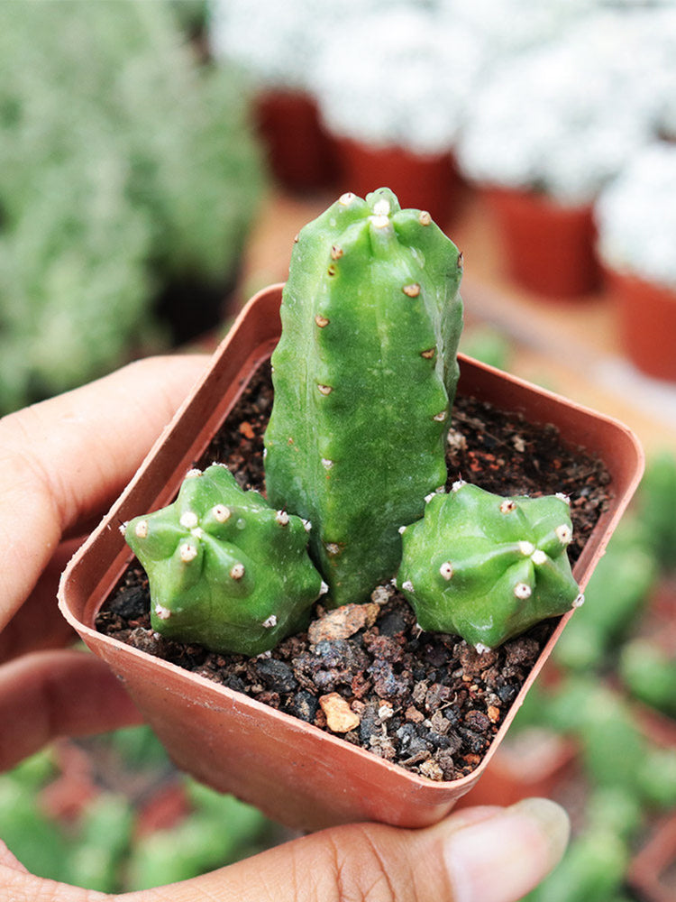 Echinocereus pentalophus cv 'Momotaro'