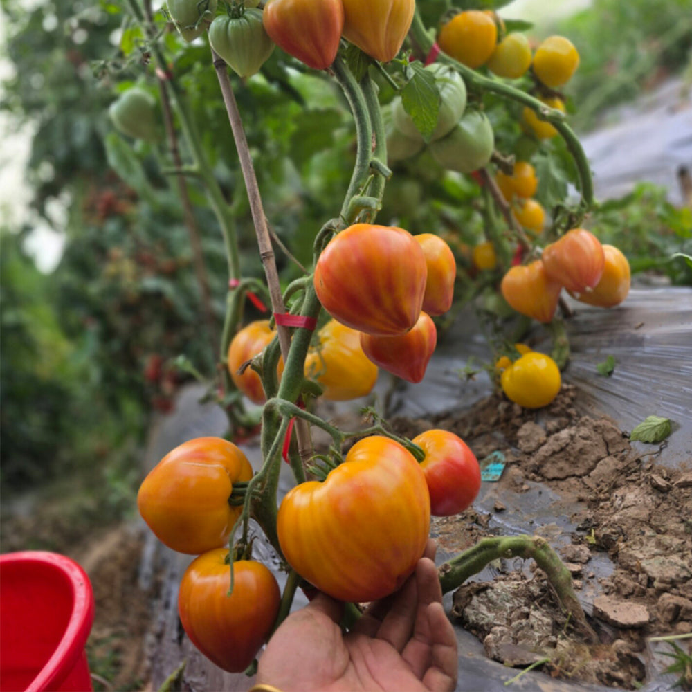 685 Sunshine Heart Tomato