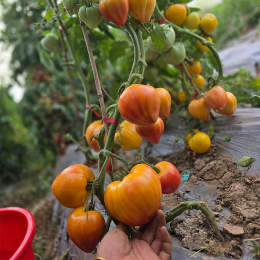 685 Sunshine Heart Tomato