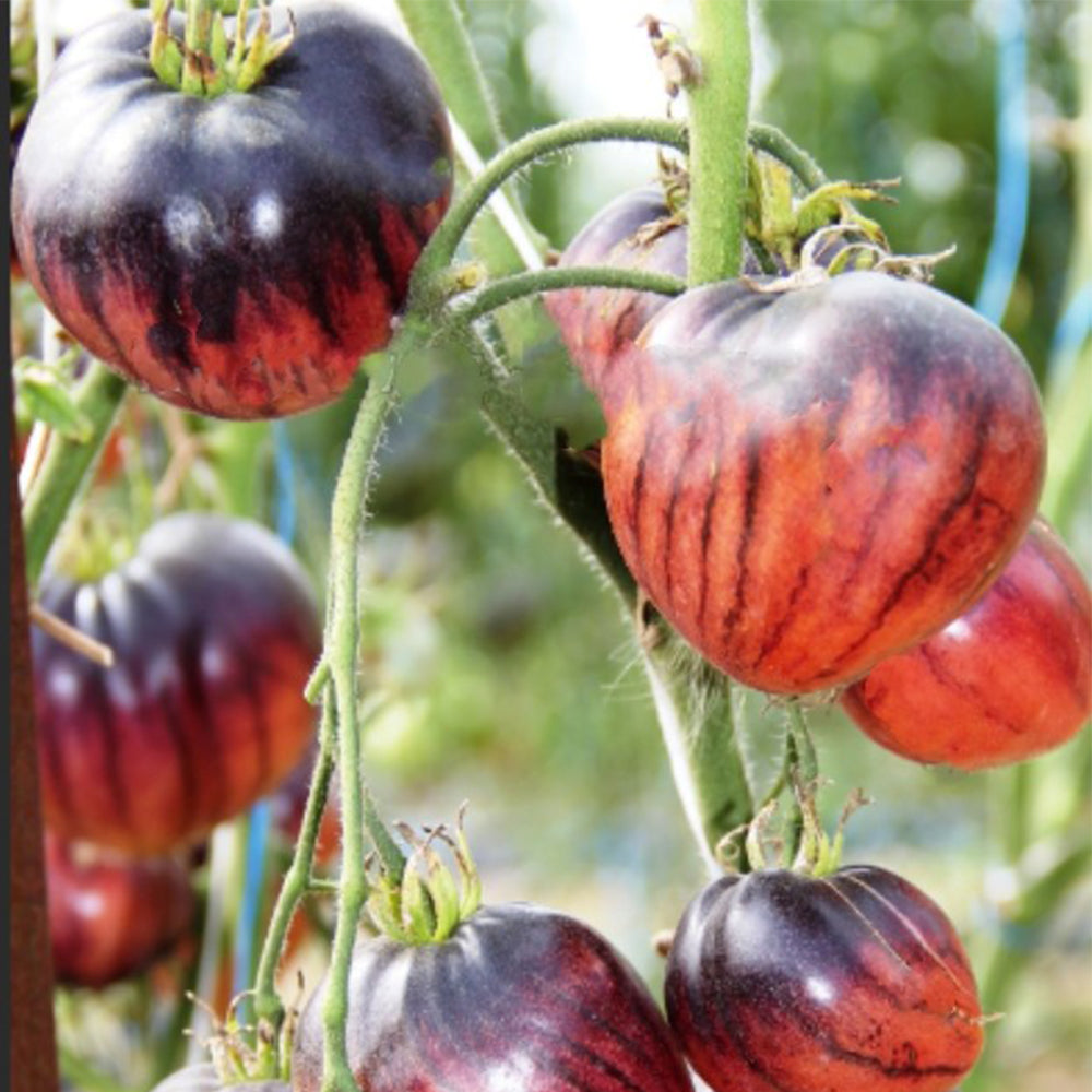 704 KAS/21 Tomato