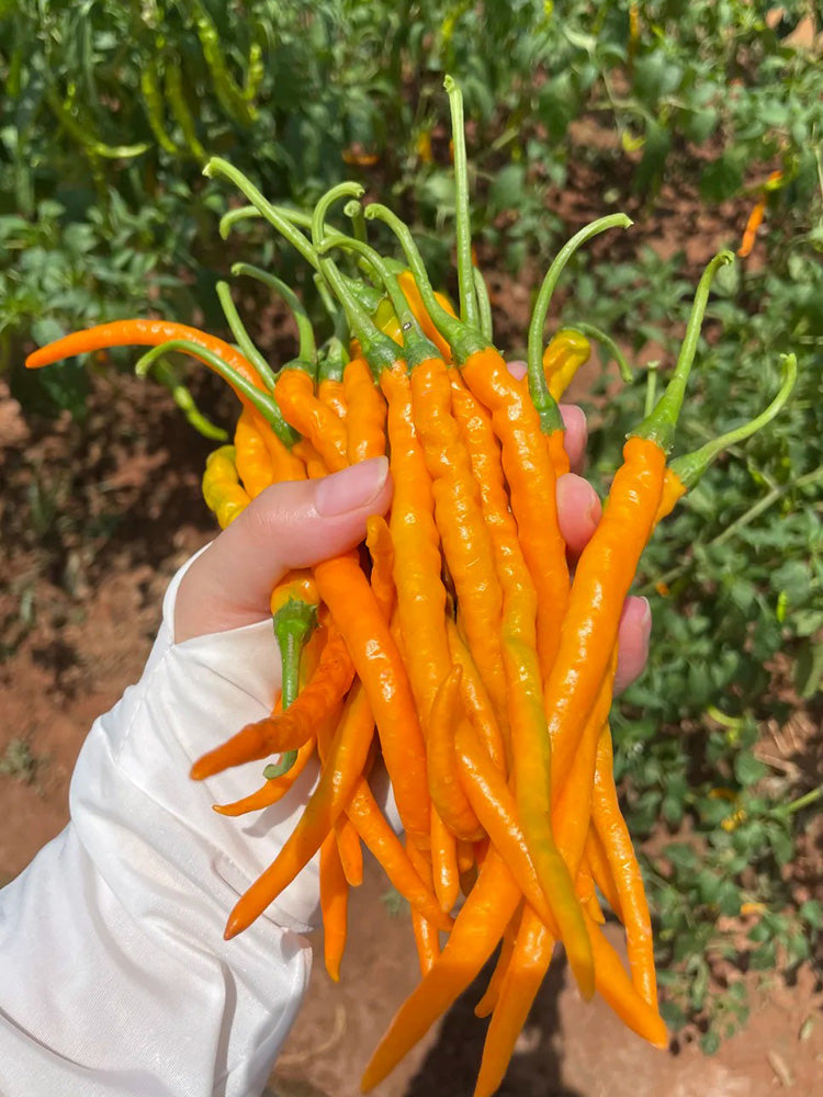 Yellow Spicy Girl Line Pepper