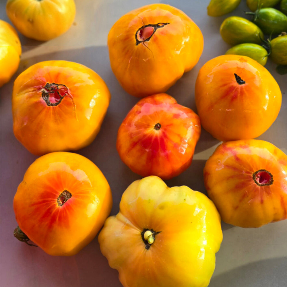 743 Pineapple King Tomato