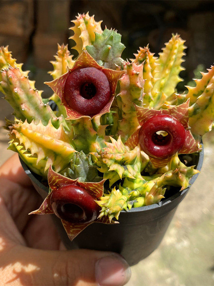 Variegated Huernia zebrina 'Lifesaver'