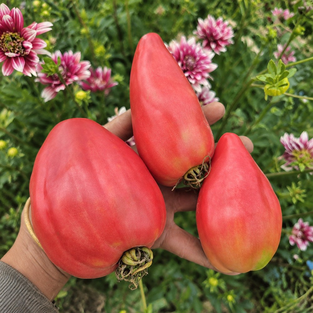 1124 Xiangsi Tomato