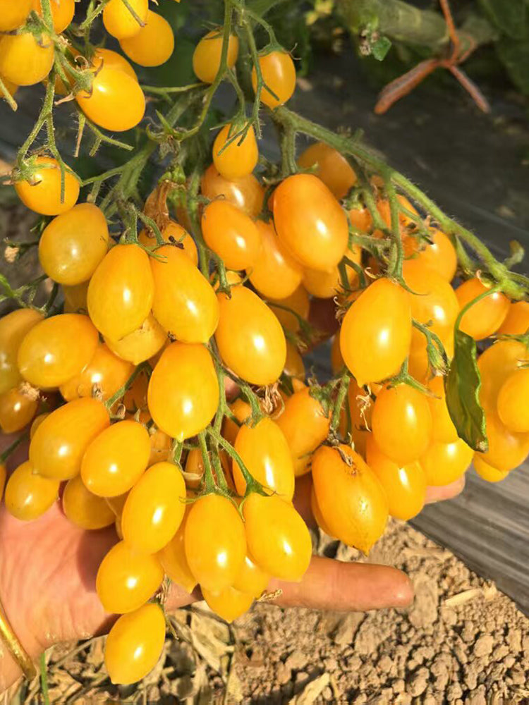 1088 Capybara F4 Pear Cherry Tomato