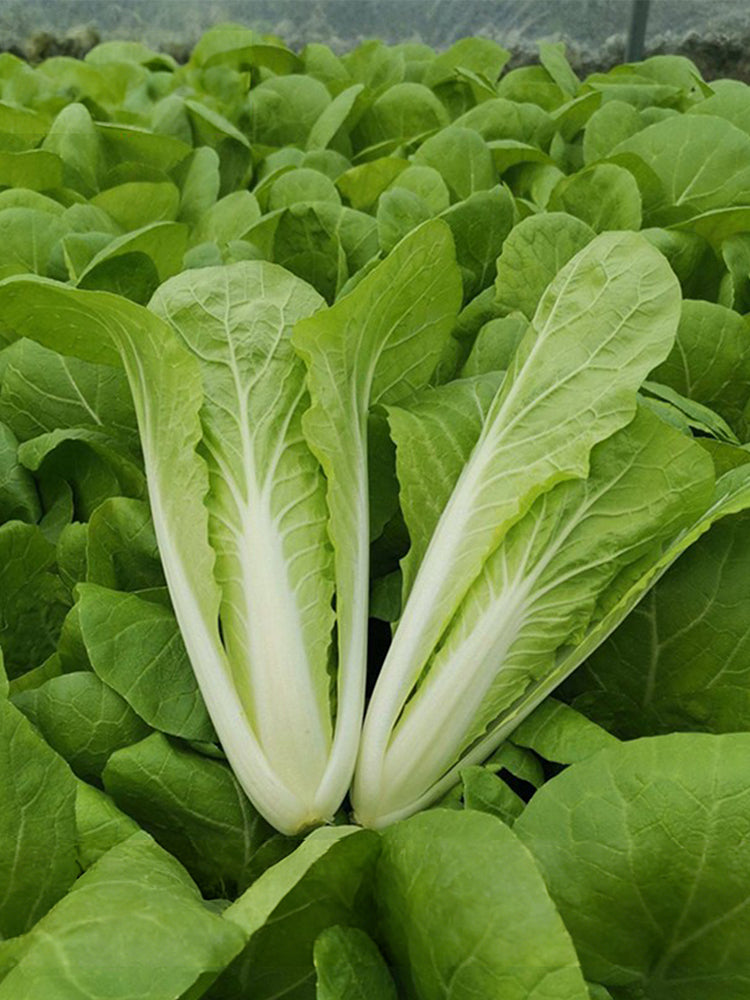 'Chiye No.6' Pak Choi