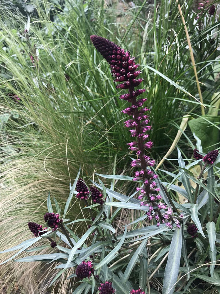 'Beaujolais' Purple Loosestrife