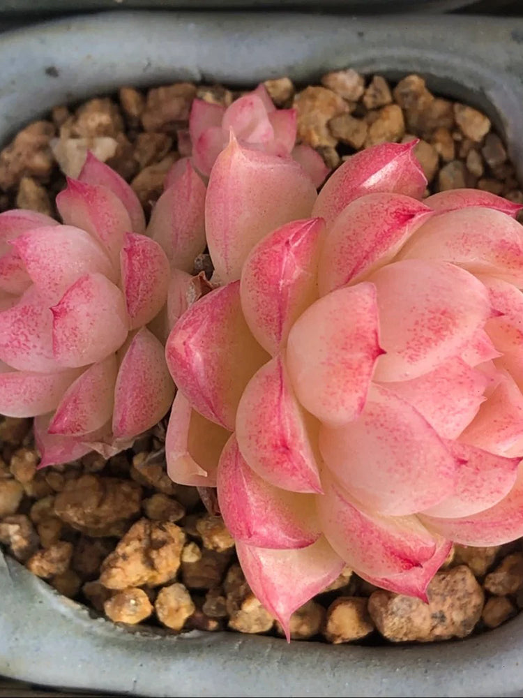 Echeveria cv. 'Red Queen'