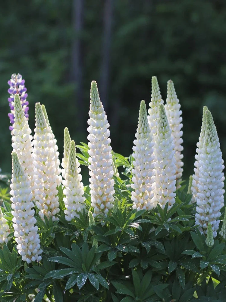 White Lupin