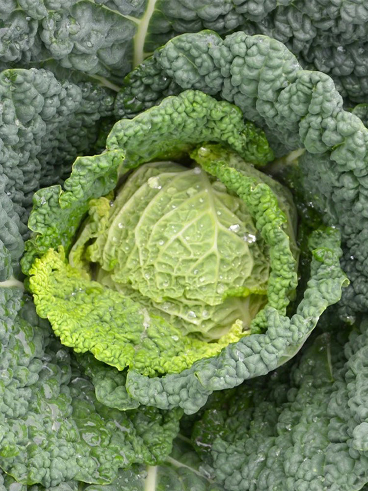 Savoy Cabbage