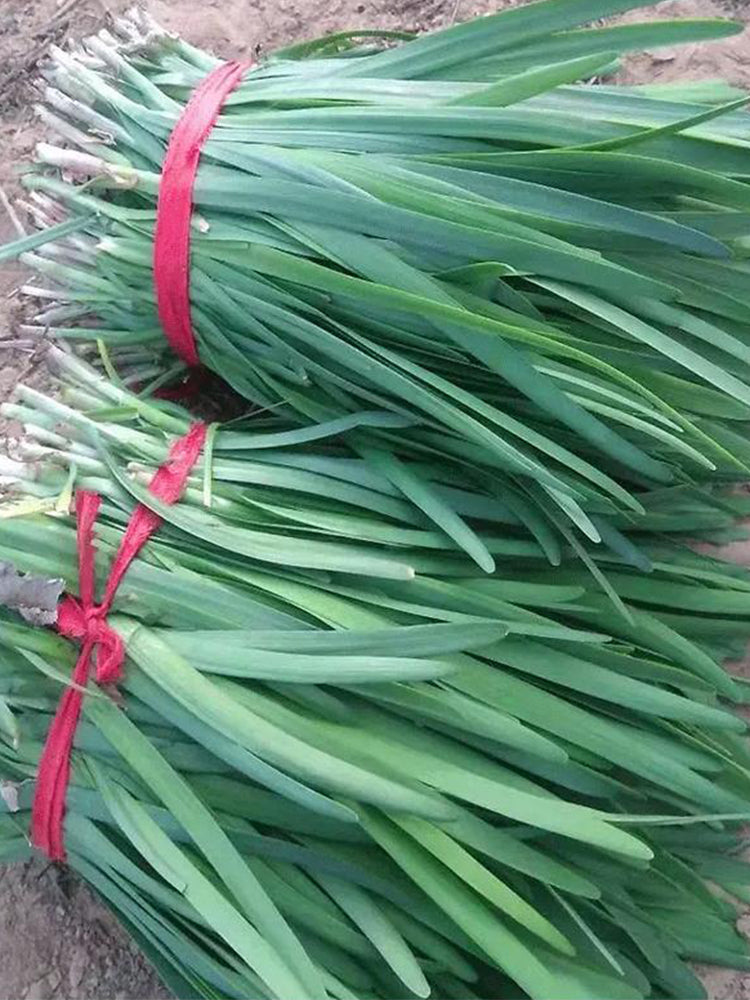 Fusheng No.1 Snow Leek
