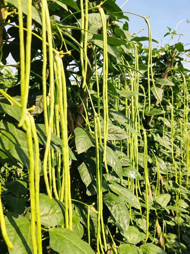 Jiaduobao Yardlong Bean