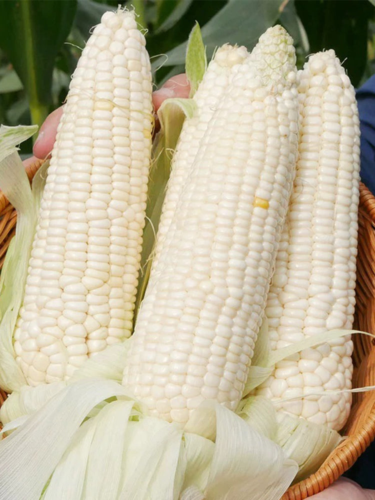 Sweet-waxy No.358 Corn